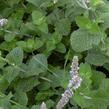 Máta huňatá 'Apfelmintze' - Mentha rotundifolia 'Apfelmintze'