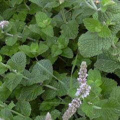 Máta huňatá 'Apfelmintze' - Mentha rotundifolia 'Apfelmintze'