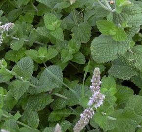 Máta huňatá 'Apfelmintze' - Mentha rotundifolia 'Apfelmintze'