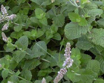 Máta huňatá 'Apfelmintze'