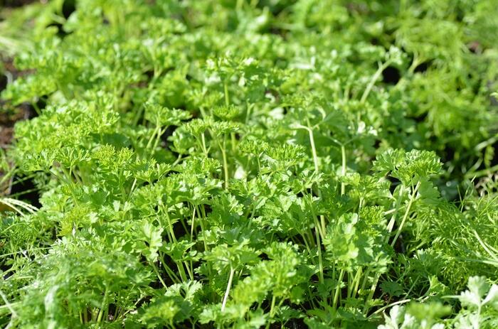 Petržel zahradní - Petroselinum crispum