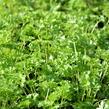 Petržel zahradní - Petroselinum crispum