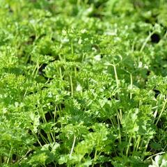 Petržel zahradní - Petroselinum crispum