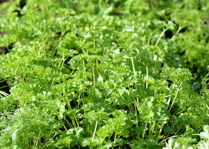 Petržel zahradní - Petroselinum crispum