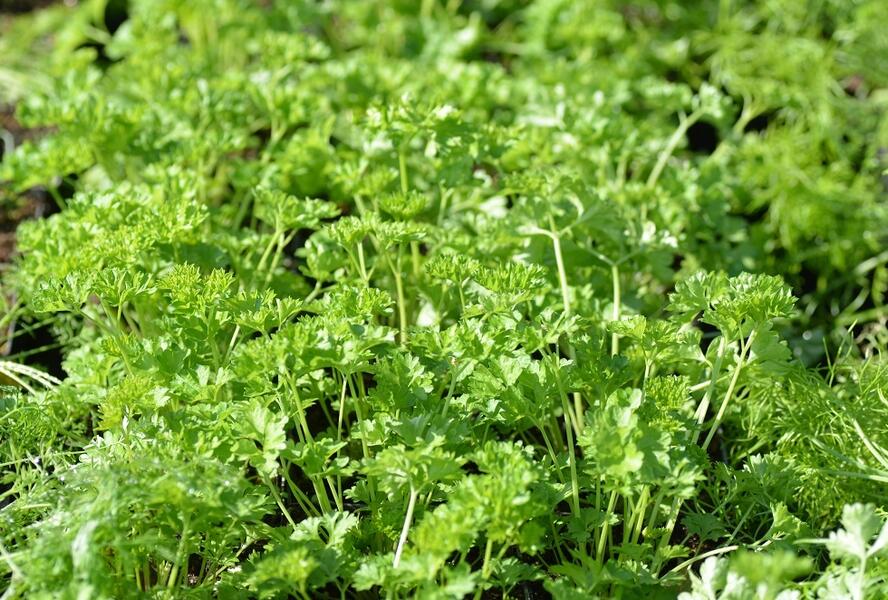 Petržel zahradní - Petroselinum crispum