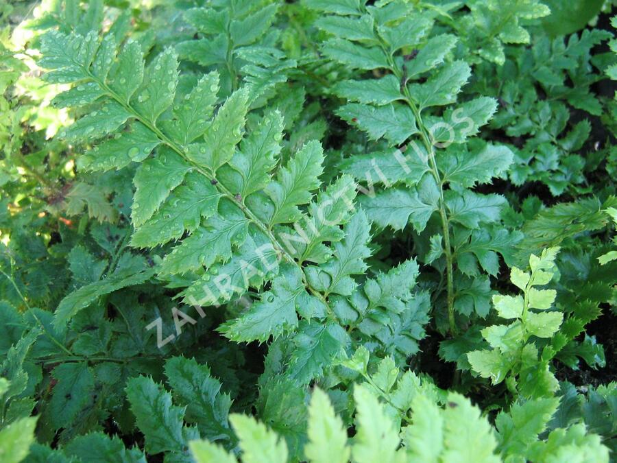 Kapradina laločnatá - Polystichum aculeatum