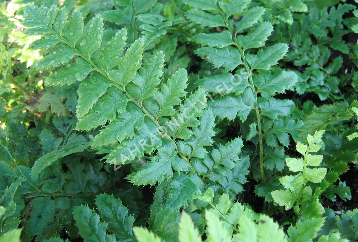 Kapradina laločnatá - Polystichum aculeatum