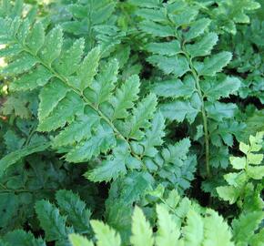 Kapradina laločnatá - Polystichum aculeatum