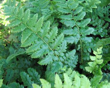 Kapradina laločnatá