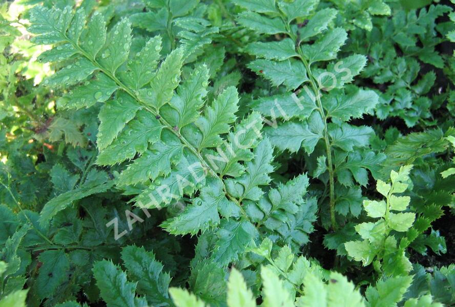 Kapradina laločnatá - Polystichum aculeatum