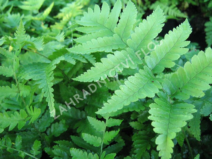 Kapraď Goldieho - Dryopteris goldiana