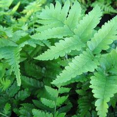 Kapraď Goldieho - Dryopteris goldiana