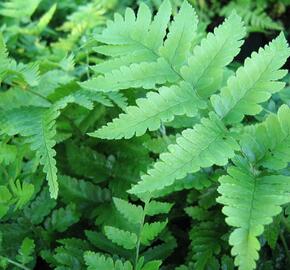 Kapraď Goldieho - Dryopteris goldiana
