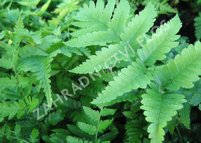 Kapraď Goldieho - Dryopteris goldiana