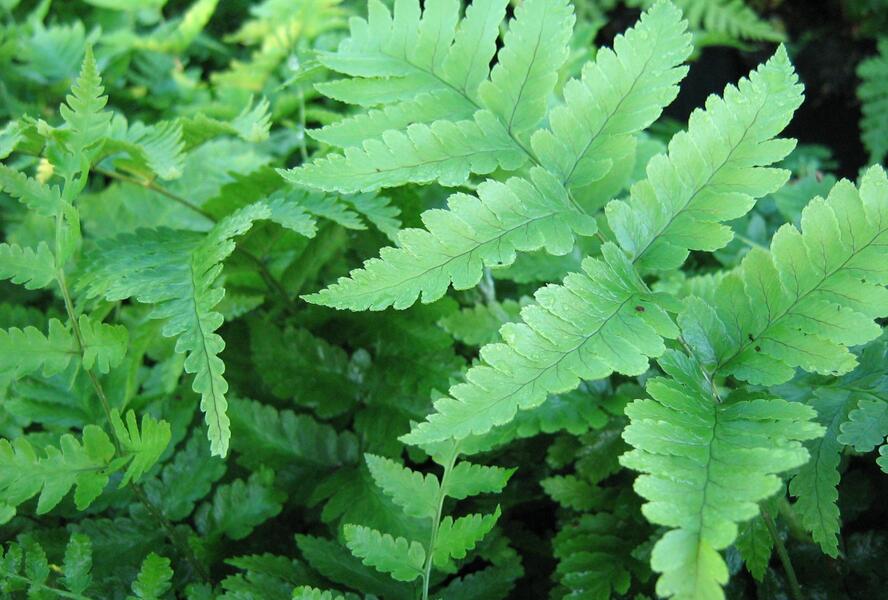 Kapraď Goldieho - Dryopteris goldiana