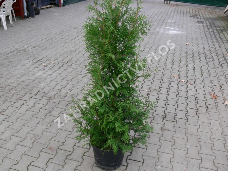 Zerav, túje západní - Thuja occidentalis