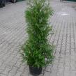 Zerav, túje západní - Thuja occidentalis
