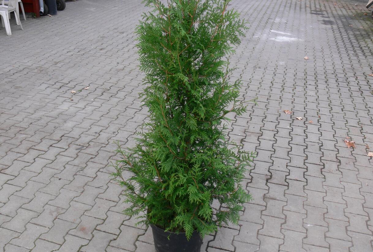 Túje, zerav západní - Thuja occidentalis