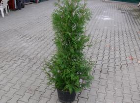 Túje, zerav západní - Thuja occidentalis