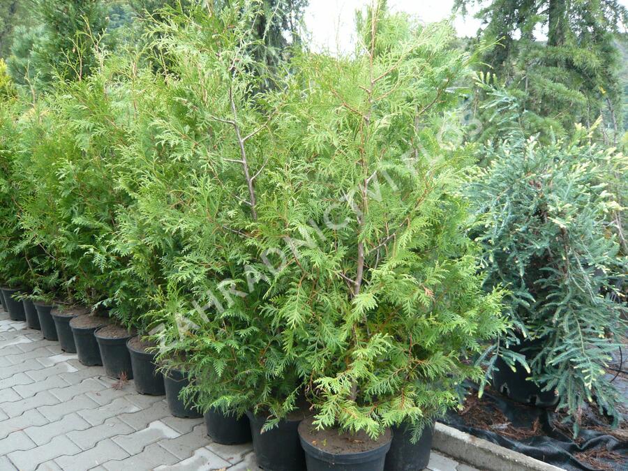 Zerav, túje západní - Thuja occidentalis