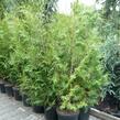 Zerav, túje západní - Thuja occidentalis