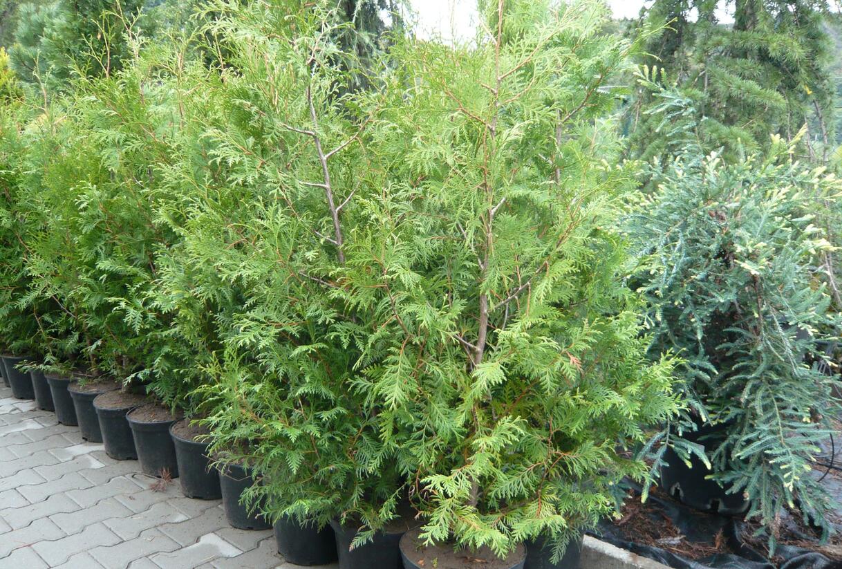 Túje, zerav západní - Thuja occidentalis