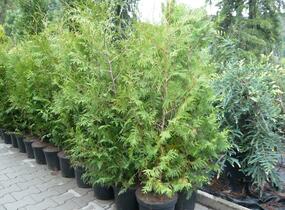 Túje, zerav západní - Thuja occidentalis