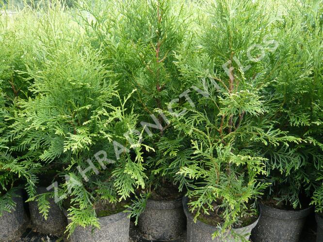 Zerav, túje západní - Thuja occidentalis