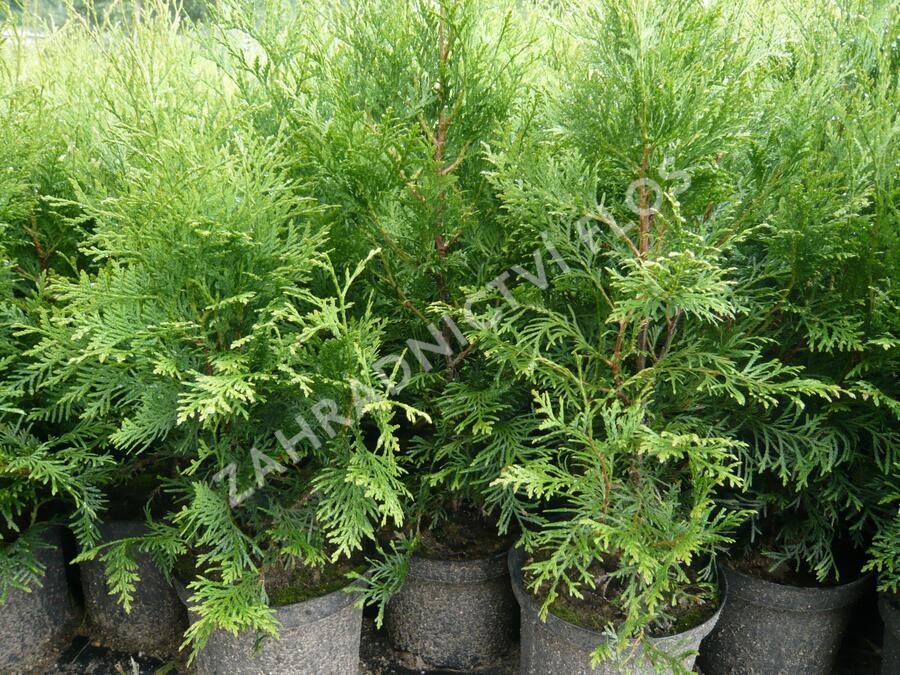Zerav, túje západní - Thuja occidentalis
