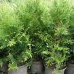 Zerav, túje západní - Thuja occidentalis