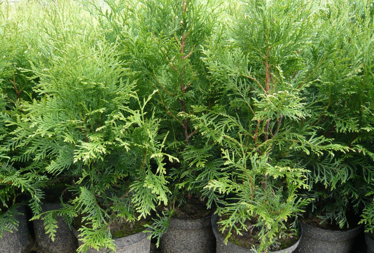 Túje, zerav západní - Thuja occidentalis