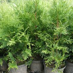 Zerav, túje západní - Thuja occidentalis