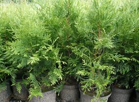 Túje, zerav západní - Thuja occidentalis