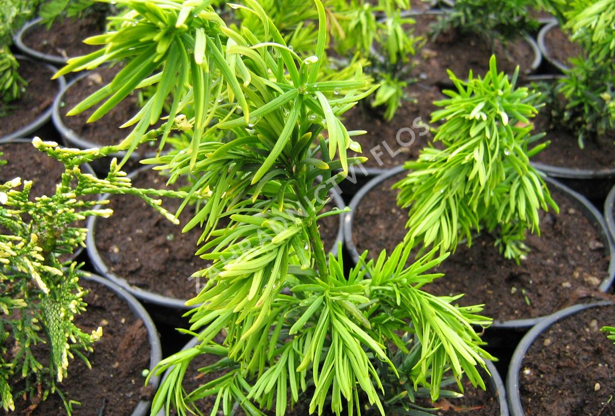 Tis prostřední 'Stricta Viridis' - Taxus media 'Stricta Viridis'