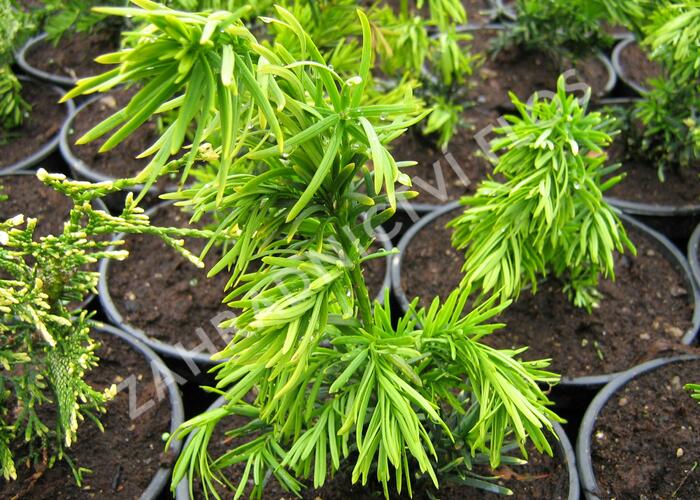 Tis prostřední 'Stricta Viridis' - Taxus media 'Stricta Viridis'