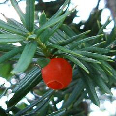 Tis japonský - Taxus cuspidata