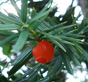 Tis japonský - Taxus cuspidata