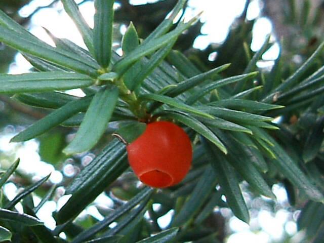 Tis japonský - Taxus cuspidata