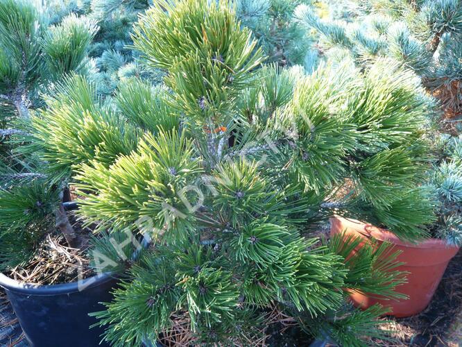 Borovice bělokorá 'Green Giant' - Pinus heldreichii 'Green Giant'