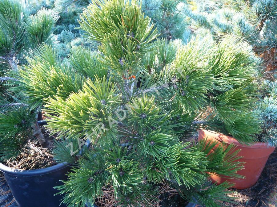 Borovice bělokorá 'Green Giant' - Pinus heldreichii 'Green Giant'