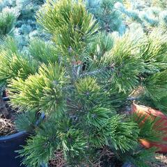 Borovice bělokorá 'Green Giant' - Pinus heldreichii 'Green Giant'
