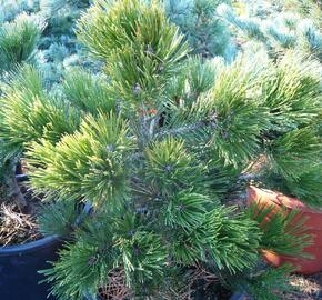 Borovice bělokorá 'Green Giant' - Pinus heldreichii 'Green Giant'
