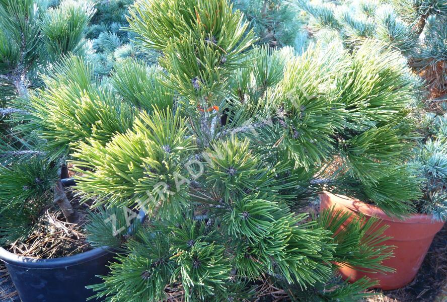 Borovice bělokorá 'Green Giant' - Pinus heldreichii 'Green Giant'