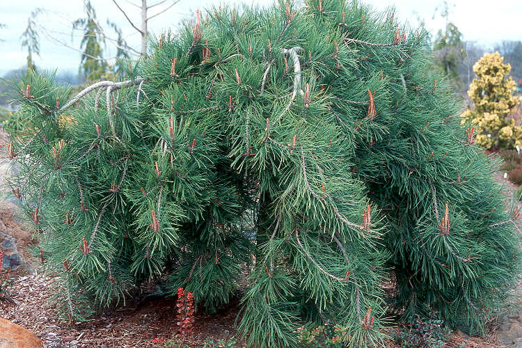 Borovice hustokvětá 'Pendula' - Pinus densiflora 'Pendula'