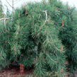 Borovice hustokvětá 'Pendula' - Pinus densiflora 'Pendula'