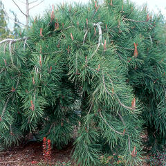 Borovice hustokvětá 'Pendula' - Pinus densiflora 'Pendula'