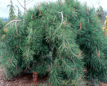 Borovice hustokvětá 'Pendula'