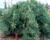 Borovice hustokvětá 'Pendula'