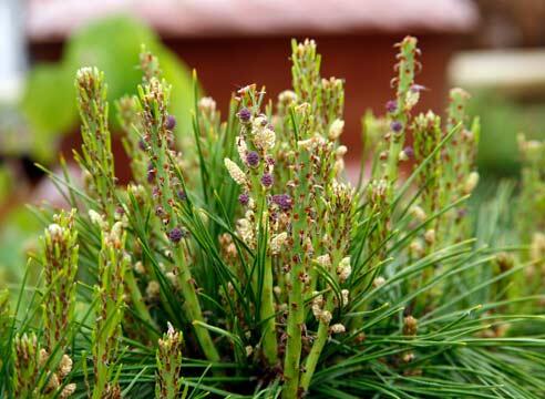 Borovice hustokvětá 'Henry Bud' - Pinus densiflora 'Henry Bud'