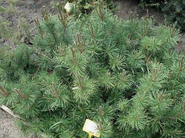 Borovice limba 'Compacta Glauca' - Pinus cembra 'Compacta Glauca'